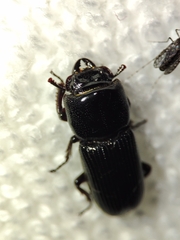 Lucanidae
