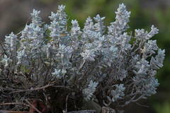 Micromeria lanata image