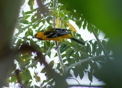 Icterus pustulatus