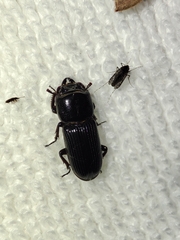 Lucanidae