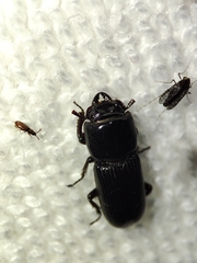 Lucanidae