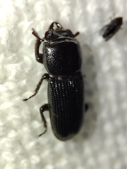 Lucanidae