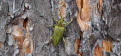 Lepturobosca virens