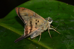 Urbanus velinus