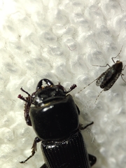 Lucanidae