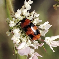 Coptocephala