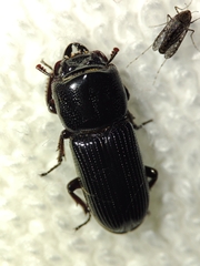Lucanidae