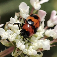 Coptocephala
