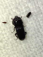 Lucanidae