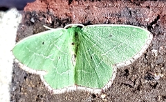Nemoria lixaria