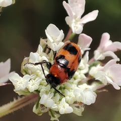 Coptocephala