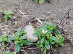 Cerastium semidecandrum