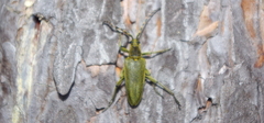 Lepturobosca virens