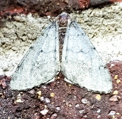 Phigalia strigataria