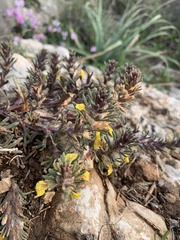 Ajuga chamaepitys