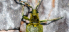Lepturobosca virens