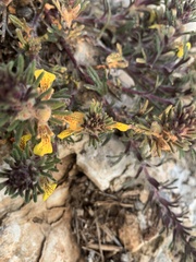 Ajuga chamaepitys