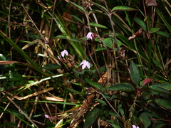 Sipanea wilson-brownei