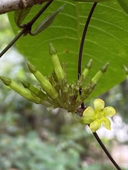 Prestonia coalita