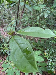 Prestonia coalita