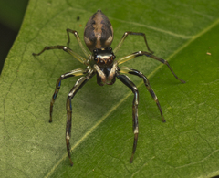 Tauala lepidus