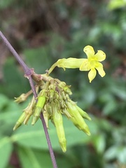 Prestonia coalita