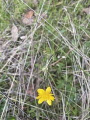 Ranunculus californicus