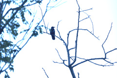 Corvus cornix × corone