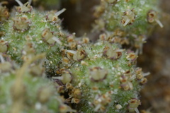 Glehnia littoralis