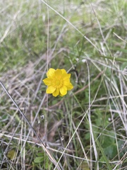 Ranunculus californicus