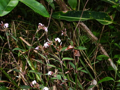 Sipanea wilson-brownei