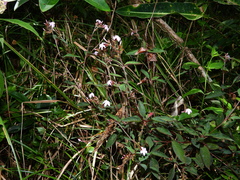 Sipanea wilson-brownei