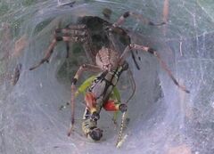 Dendrotettix quercus