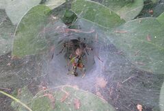 Dendrotettix quercus