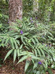 Dichorisandra velutina