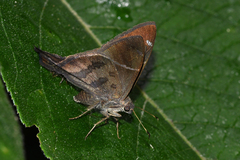 Spicauda teleus