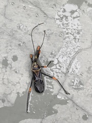 Zelus armillatus