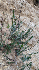 Galium angustifolium