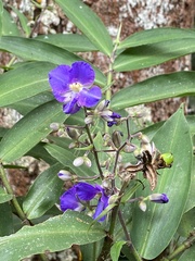 Dichorisandra velutina