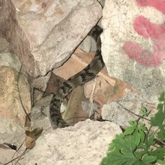 Bothrops jararaca
