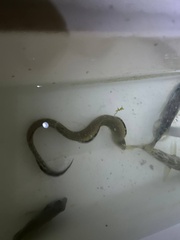 Gymnothorax miliaris