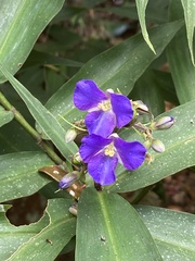 Dichorisandra velutina