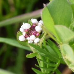 Lepidium nitidum