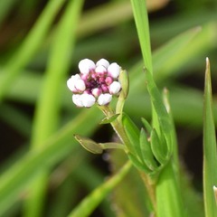 Lepidium nitidum