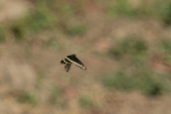 Battus polydamas psittacus