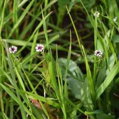Lepidium nitidum