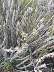 Euphorbia attastoma, photograph B. Phalan, CC BY, iNaturalist via GBIF