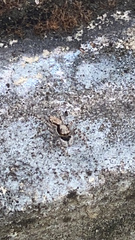 Menemerus bivittatus