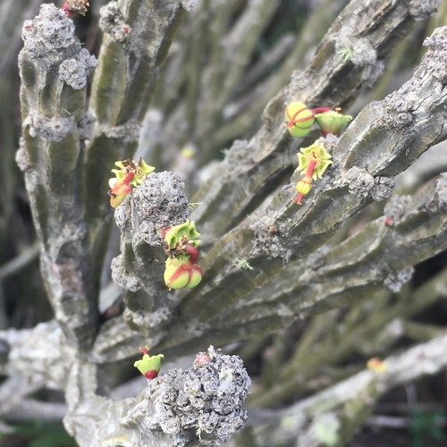 Euphorbia attastoma