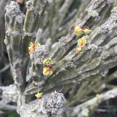 Euphorbia attastoma